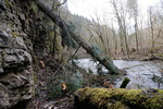 Schluchtensteig_Umgestürzter Baum_Wutachschlucht Schluchtensteig_Umgestürzter Baum_Wutachschlucht